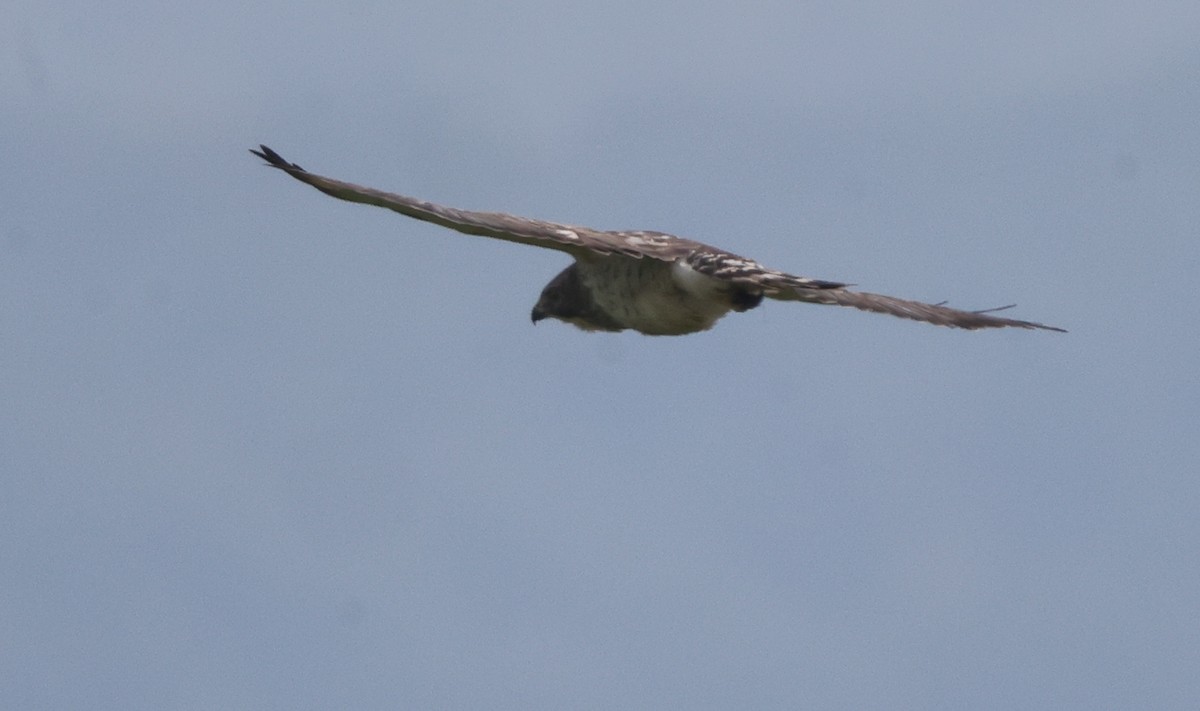 Broad-winged Hawk - ML638878133