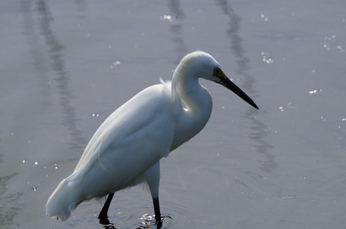 Snowy Egret - ML638878135