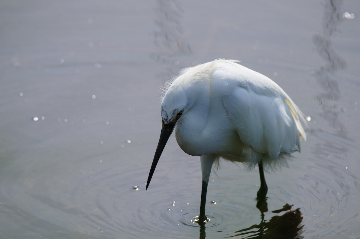 Snowy Egret - ML638878136