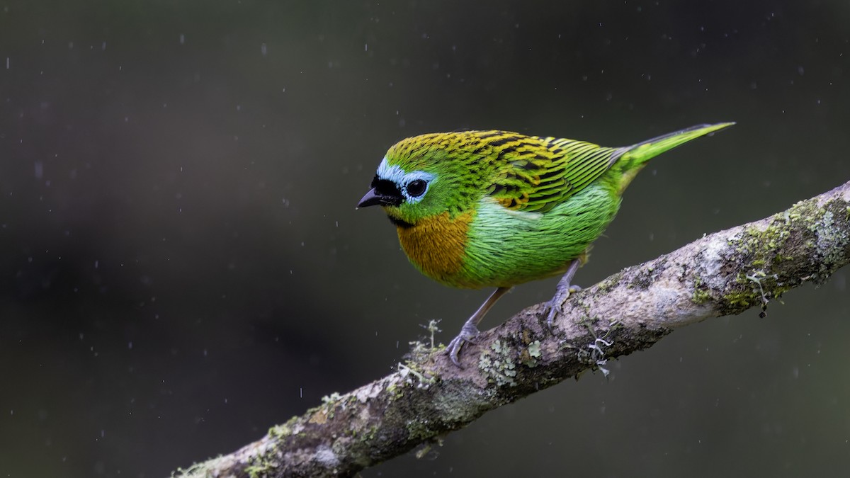 Brassy-breasted Tanager - ML638878140
