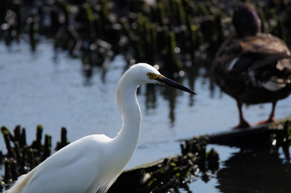 Snowy Egret - ML638878142