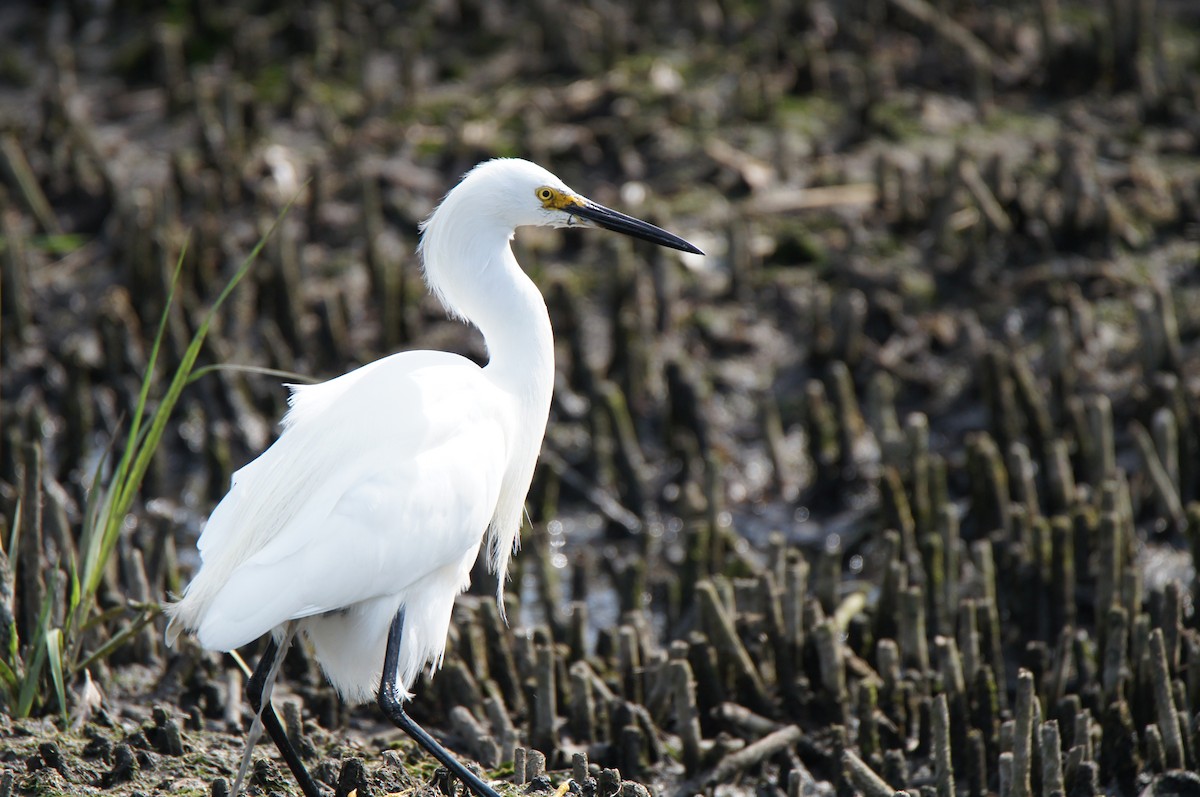 Snowy Egret - ML638878143