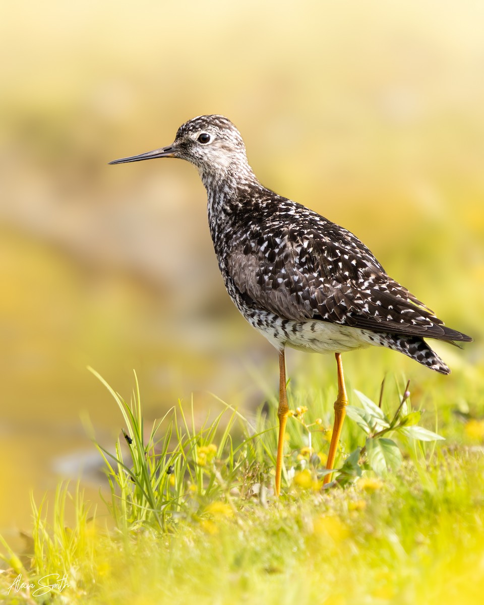Lesser Yellowlegs - ML638878144