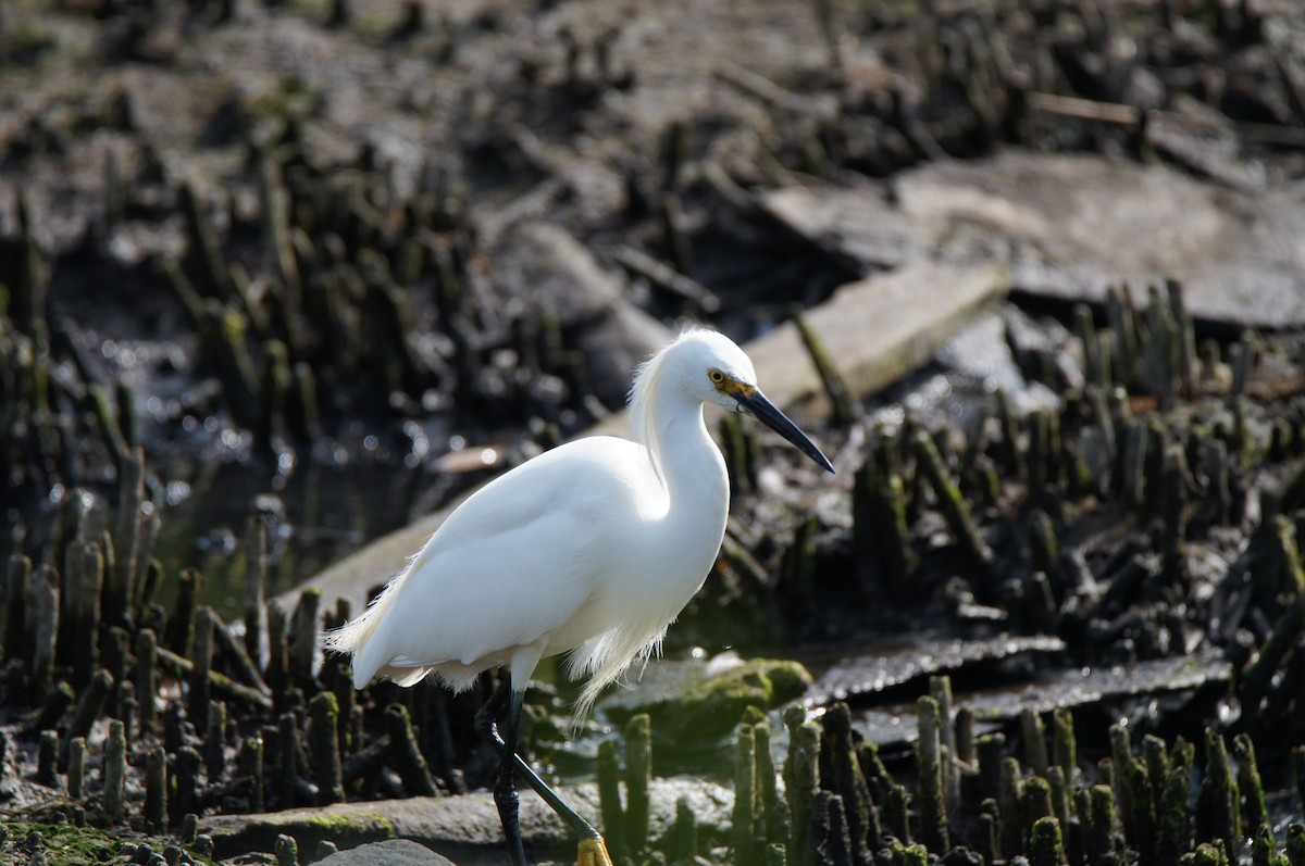 Snowy Egret - ML638878147