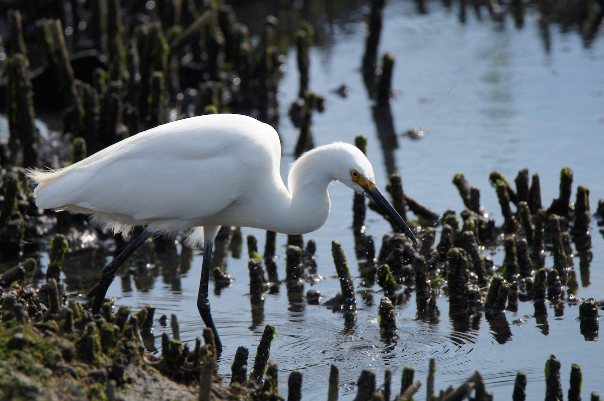 Snowy Egret - ML638878148