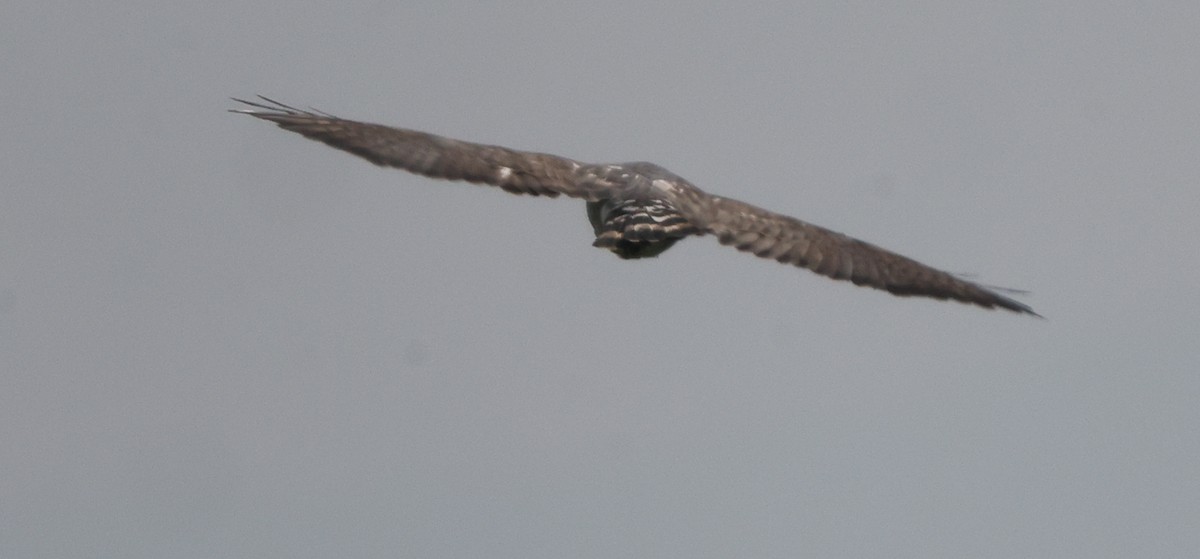 Broad-winged Hawk - ML638878153