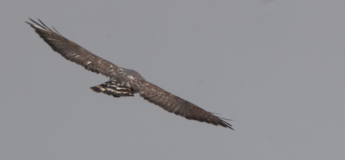 Broad-winged Hawk - ML638878164
