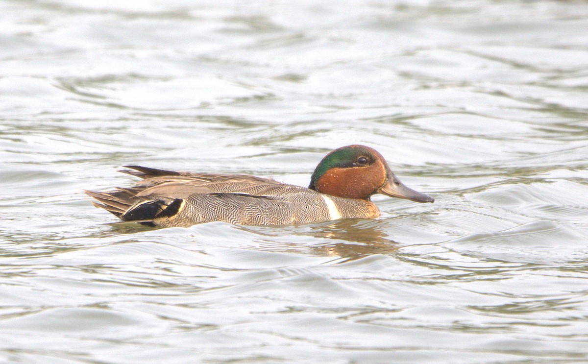 Green-winged Teal - ML638878172