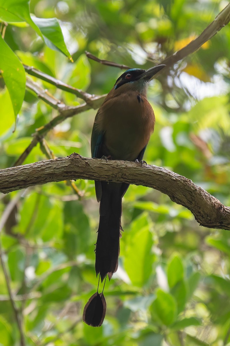 Lesson's Motmot - ML638878183