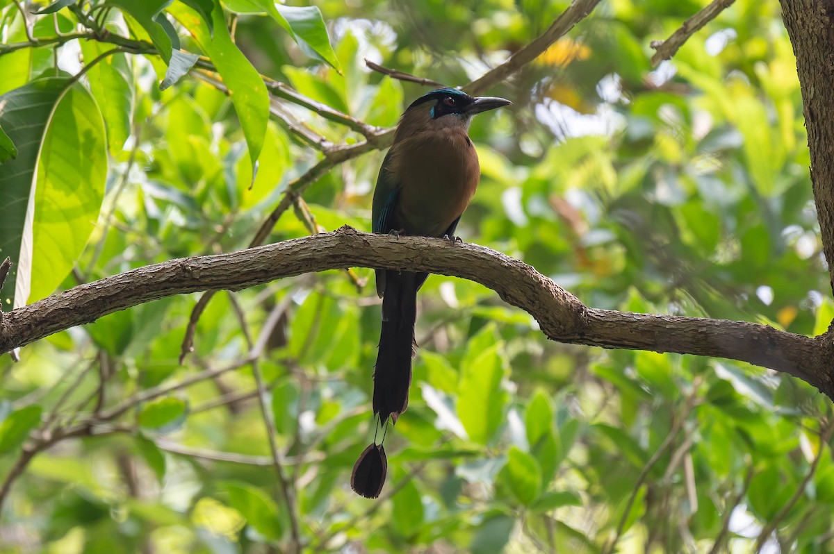Lesson's Motmot - ML638878184