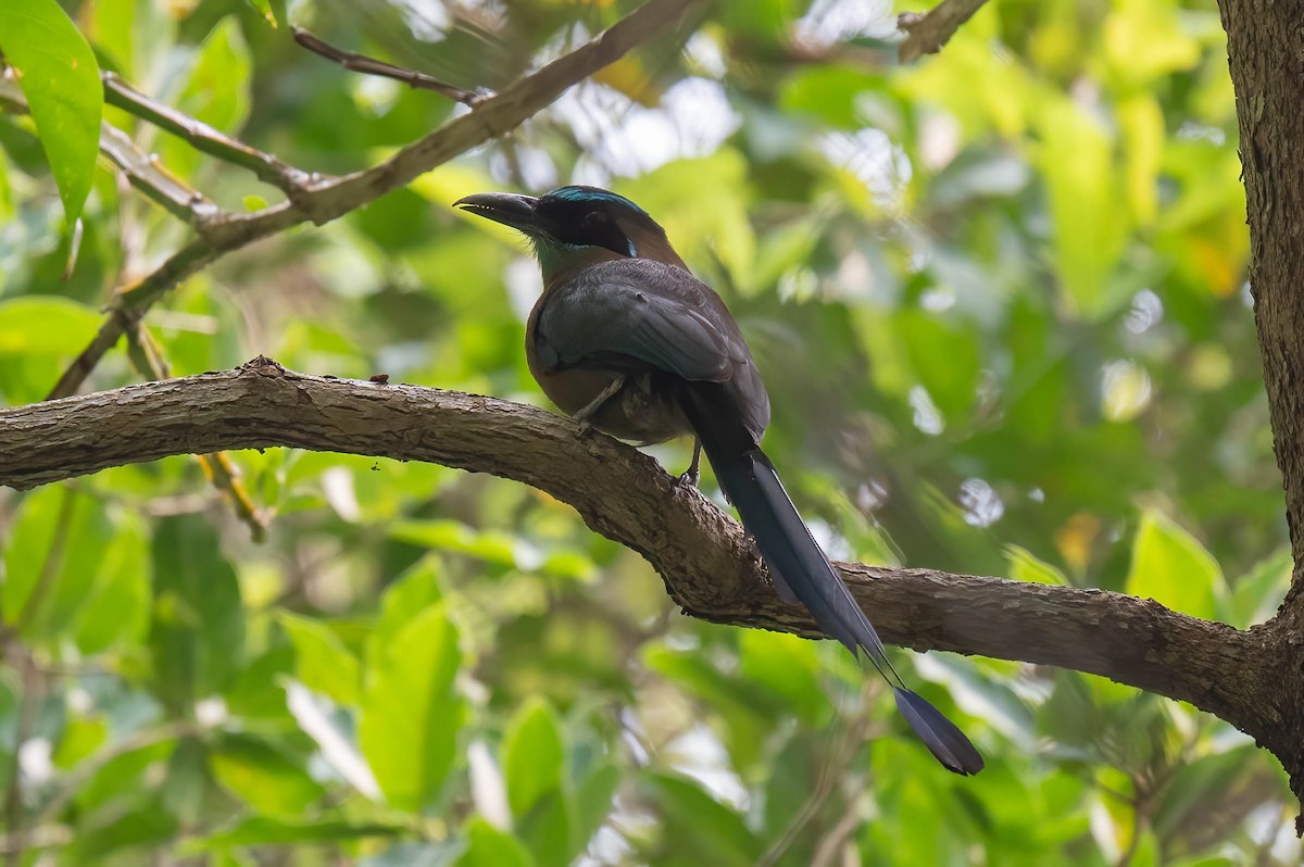 Lesson's Motmot - ML638878185