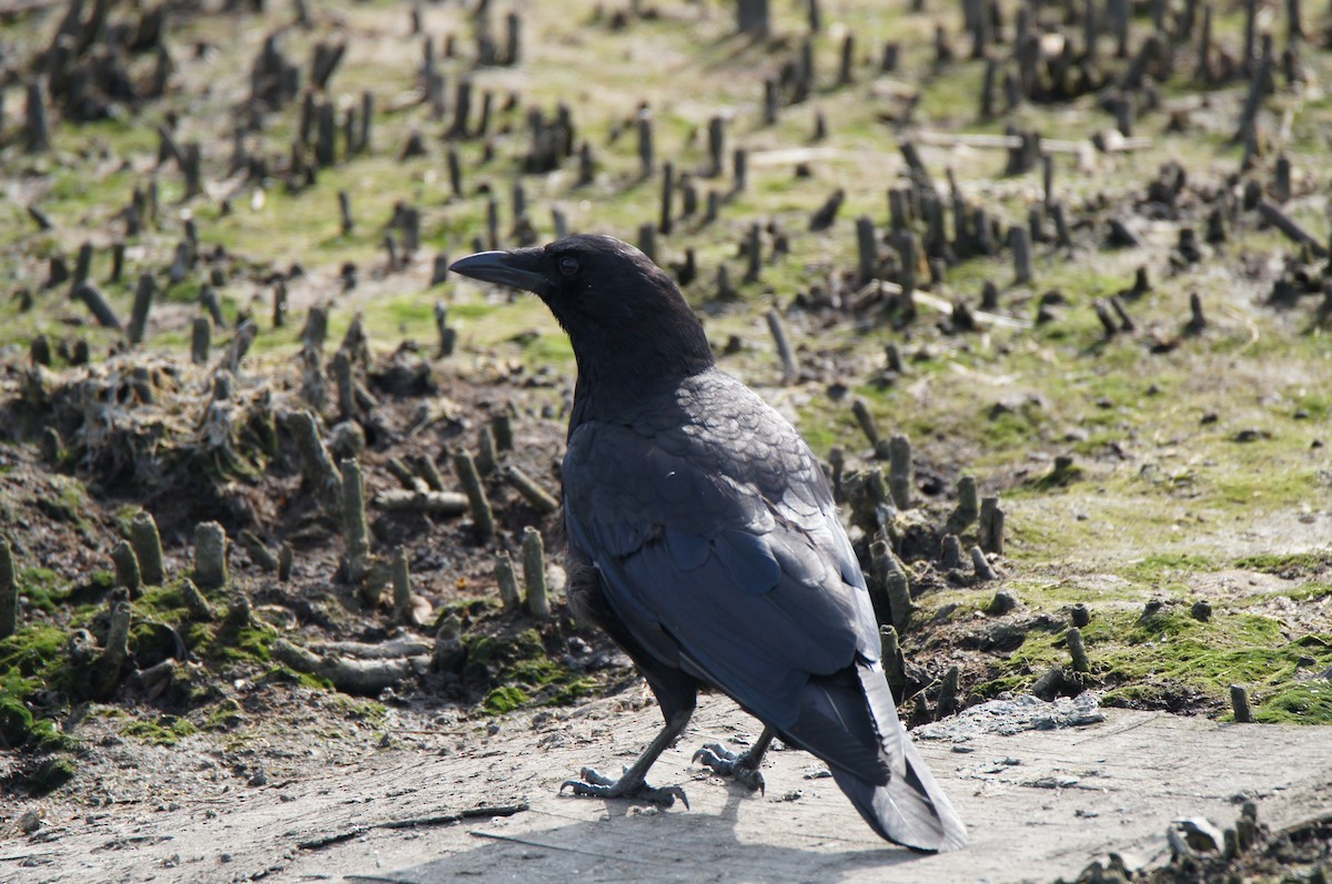 American Crow - ML638878191