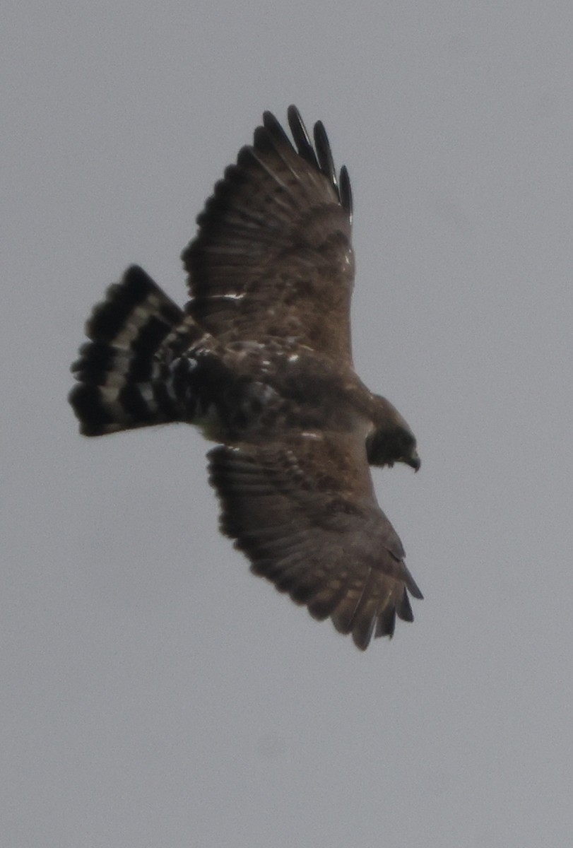 Broad-winged Hawk - ML638878193