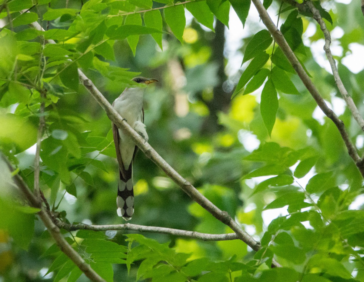 Yellow-billed Cuckoo - ML638878209