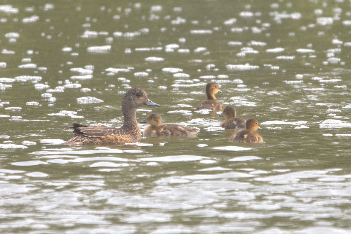 American Wigeon - ML638878230
