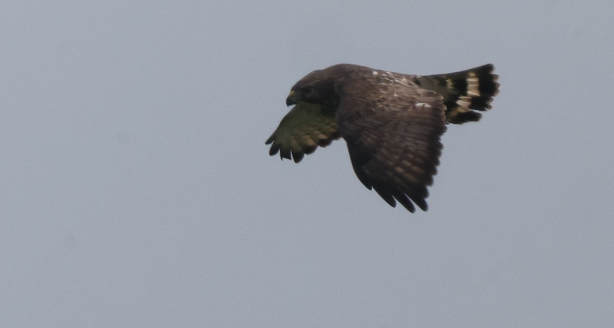 Broad-winged Hawk - ML638878231