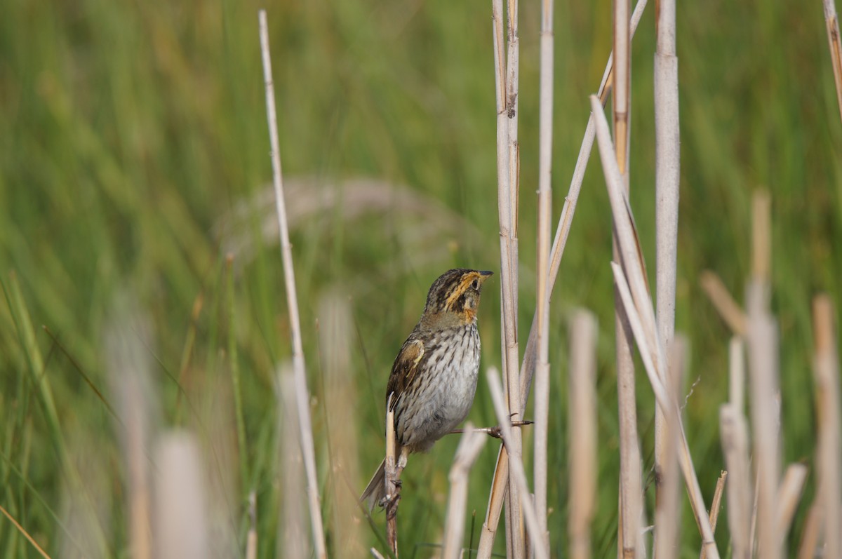 Saltmarsh Sparrow - ML638878234