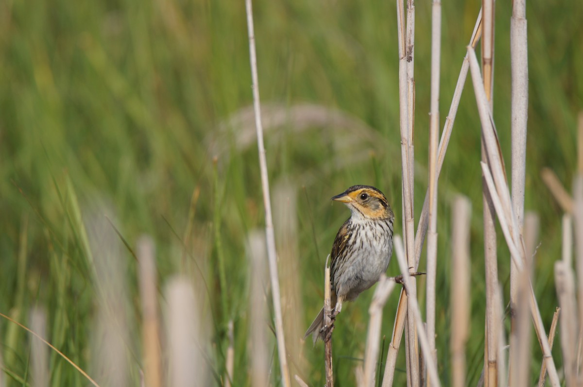 Saltmarsh Sparrow - ML638878236
