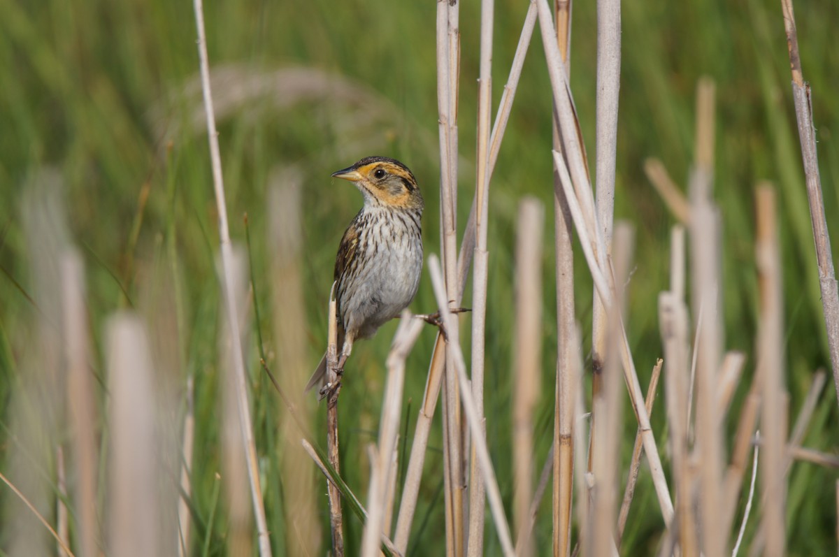 Saltmarsh Sparrow - ML638878237