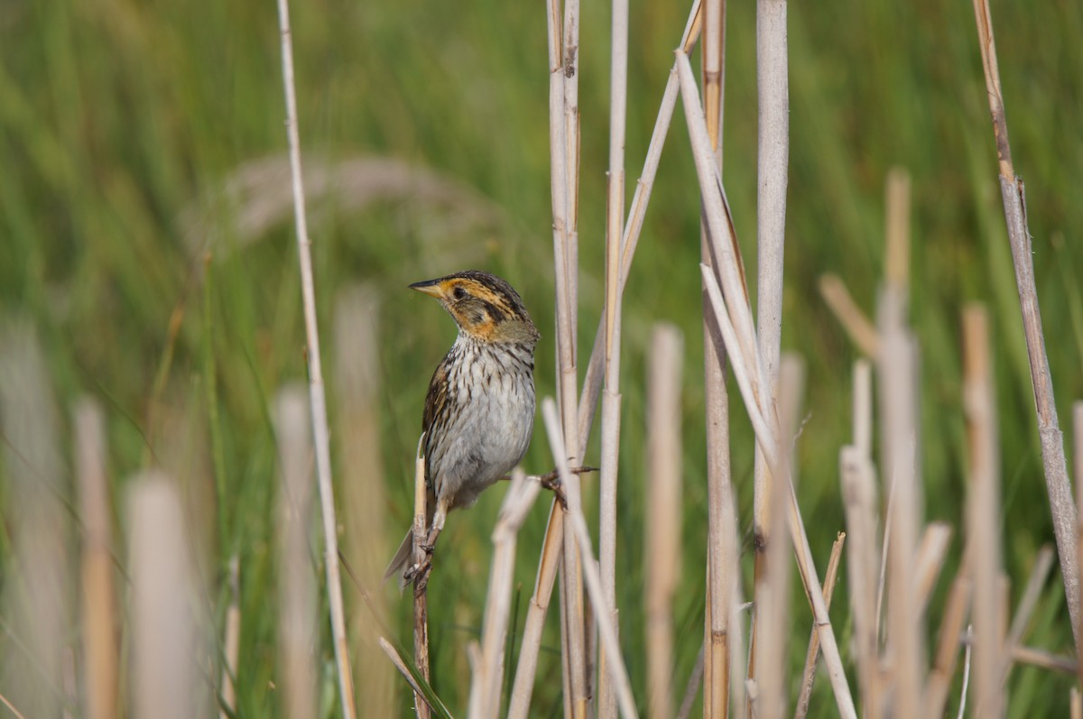 Saltmarsh Sparrow - ML638878239