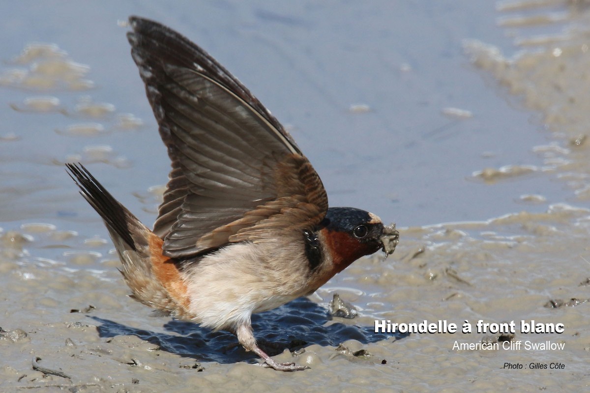 Fahlstirnschwalbe - ML638878293