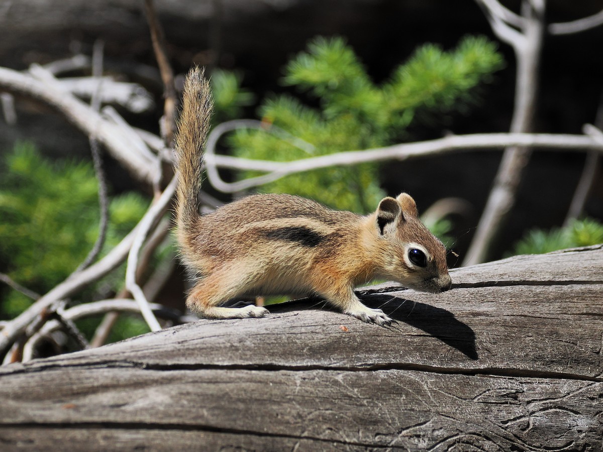 Golden-mantled Ground Squirrel - ML638878294