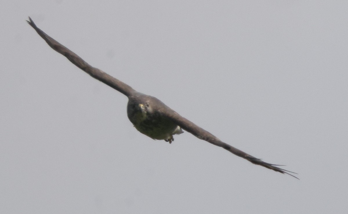 Broad-winged Hawk - ML638878297