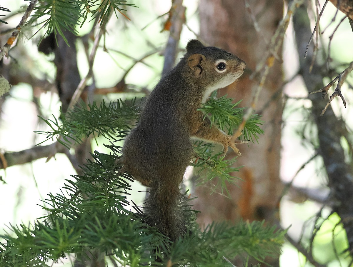 Pine Squirrels - ML638878304