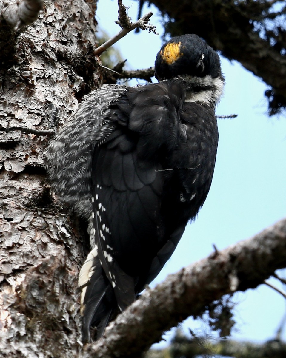 Black-backed Woodpecker - ML638878309