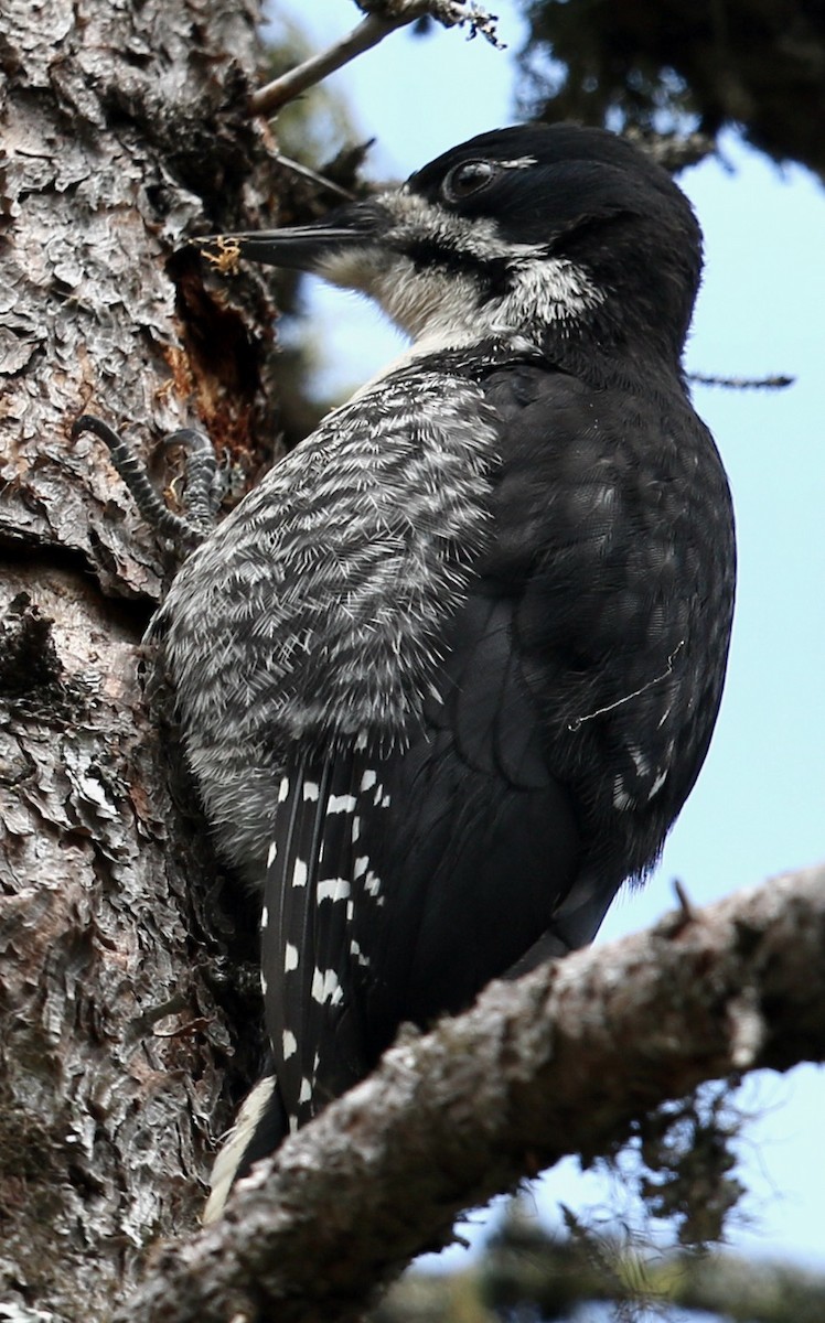Black-backed Woodpecker - ML638878310
