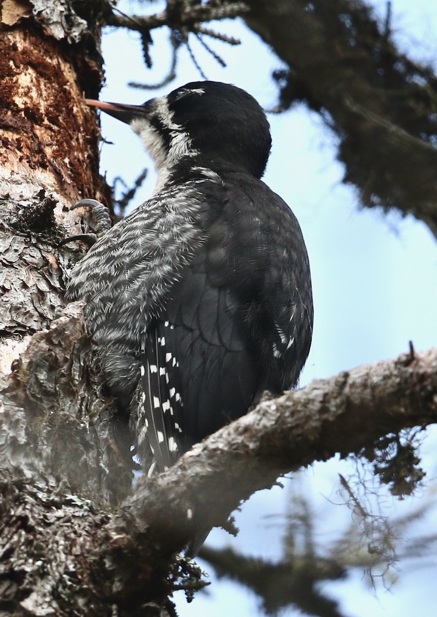 Black-backed Woodpecker - ML638878311
