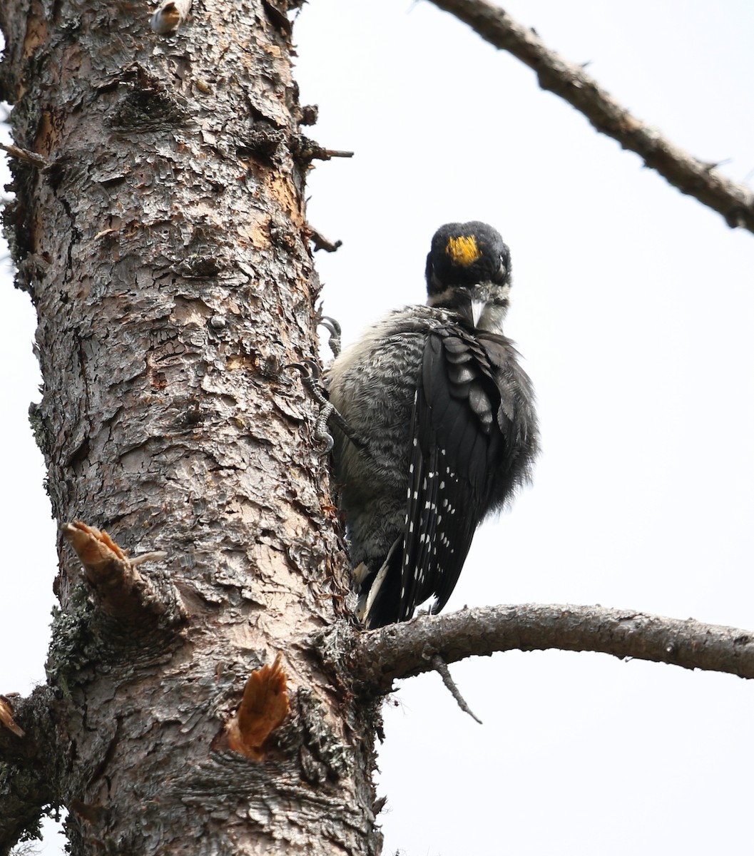 Black-backed Woodpecker - ML638878313