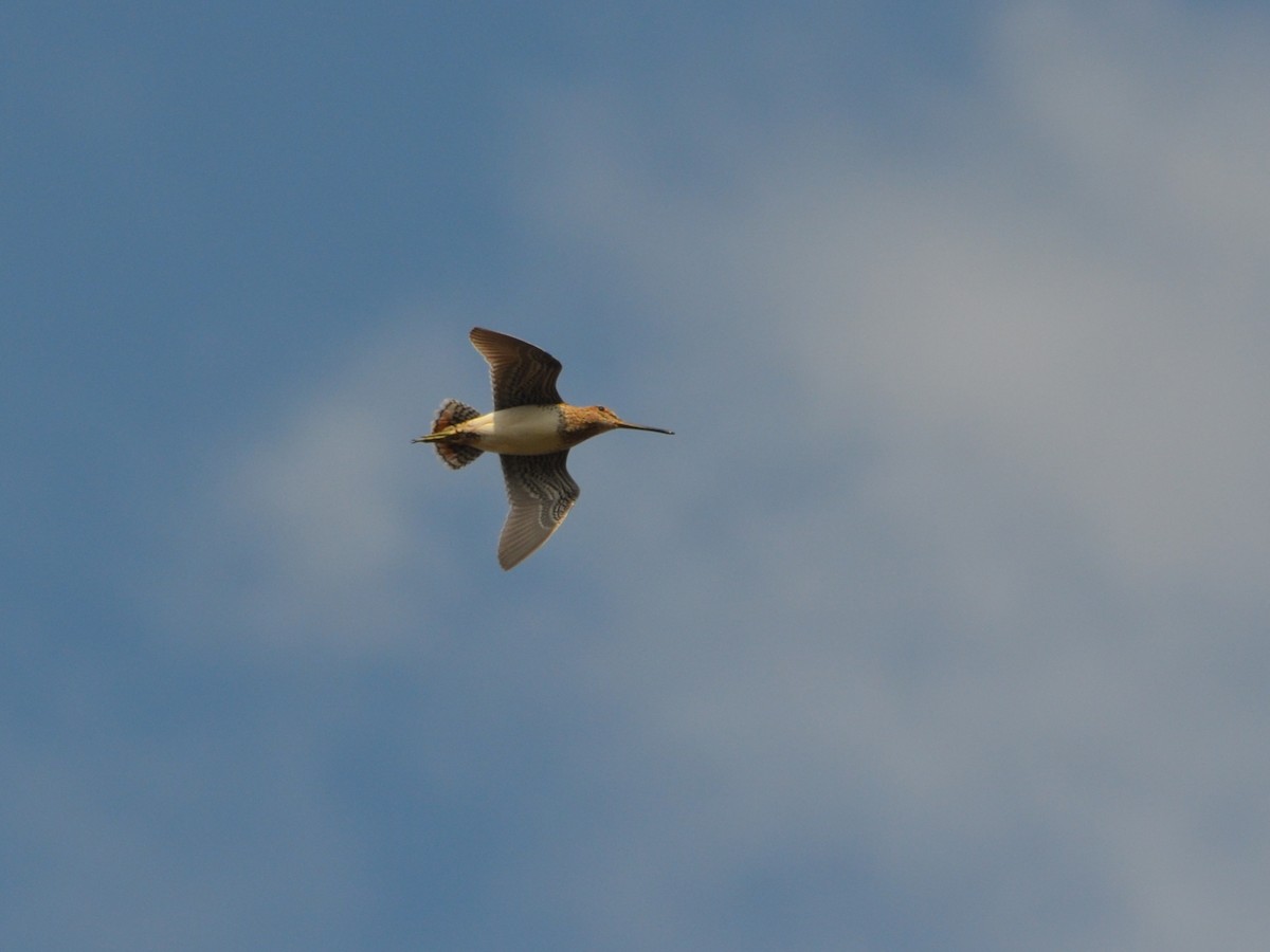 Pantanal Snipe - ML638878316