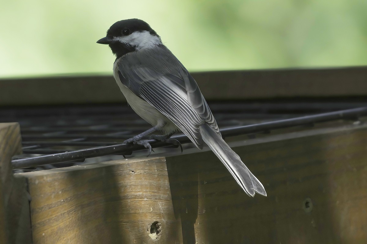 Black-capped Chickadee - ML638878323