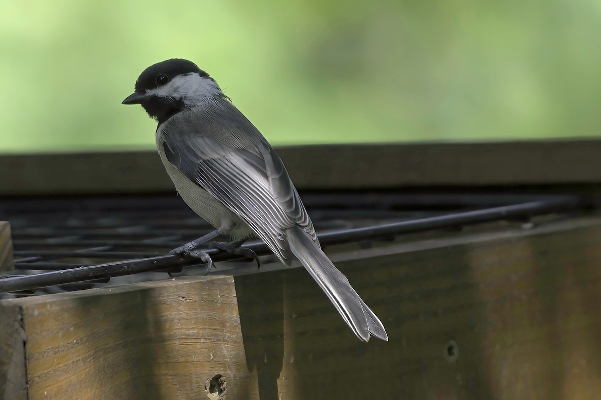 Black-capped Chickadee - ML638878327