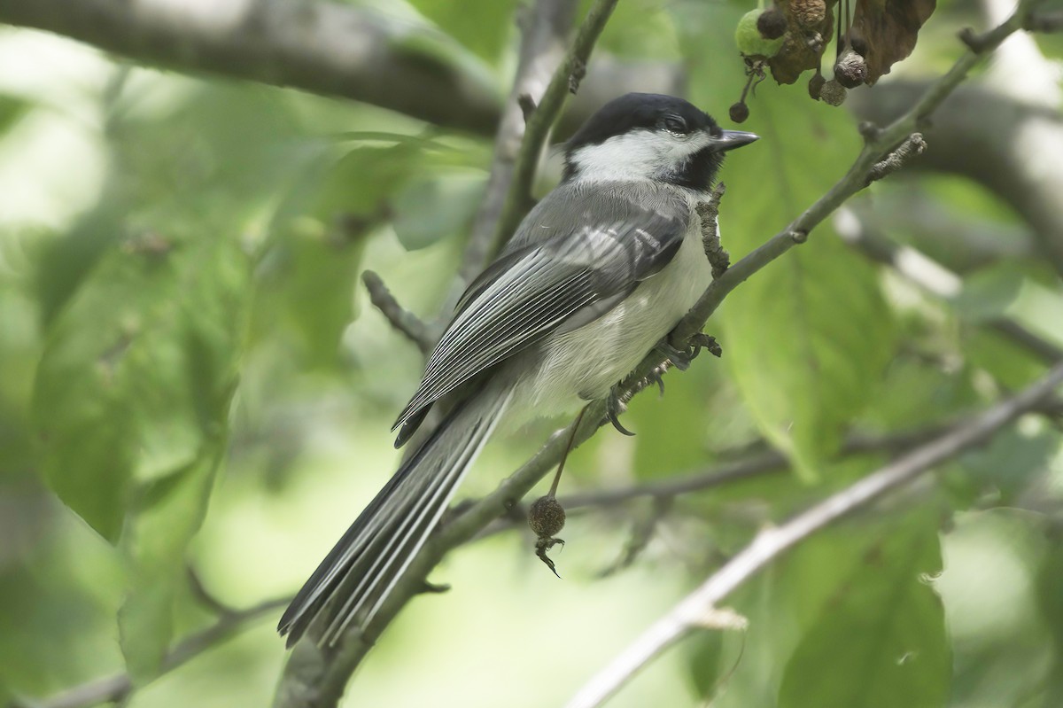 Black-capped Chickadee - ML638878328