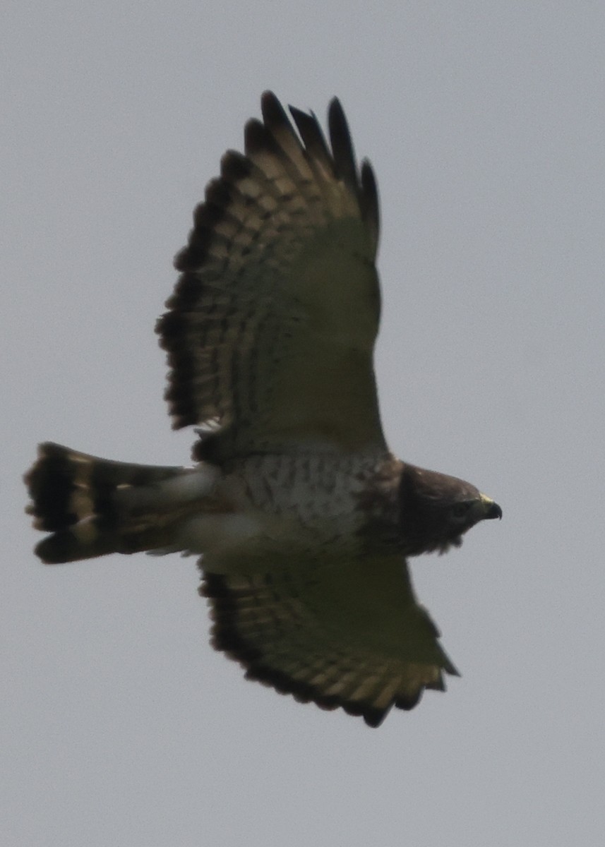Broad-winged Hawk - ML638878349