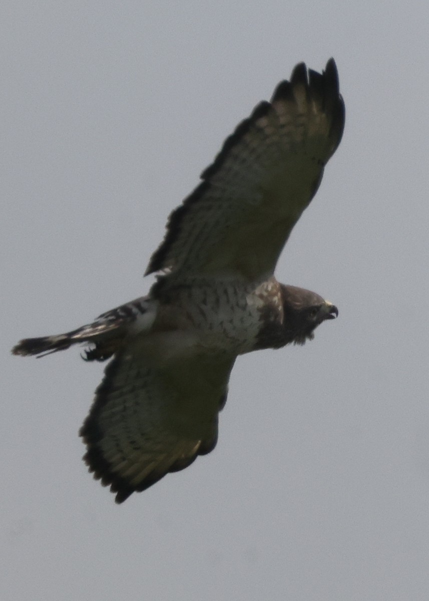 Broad-winged Hawk - ML638878381