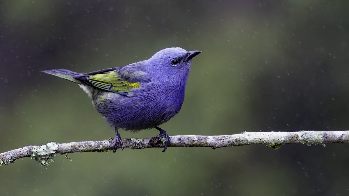 Golden-chevroned Tanager - ML638878386