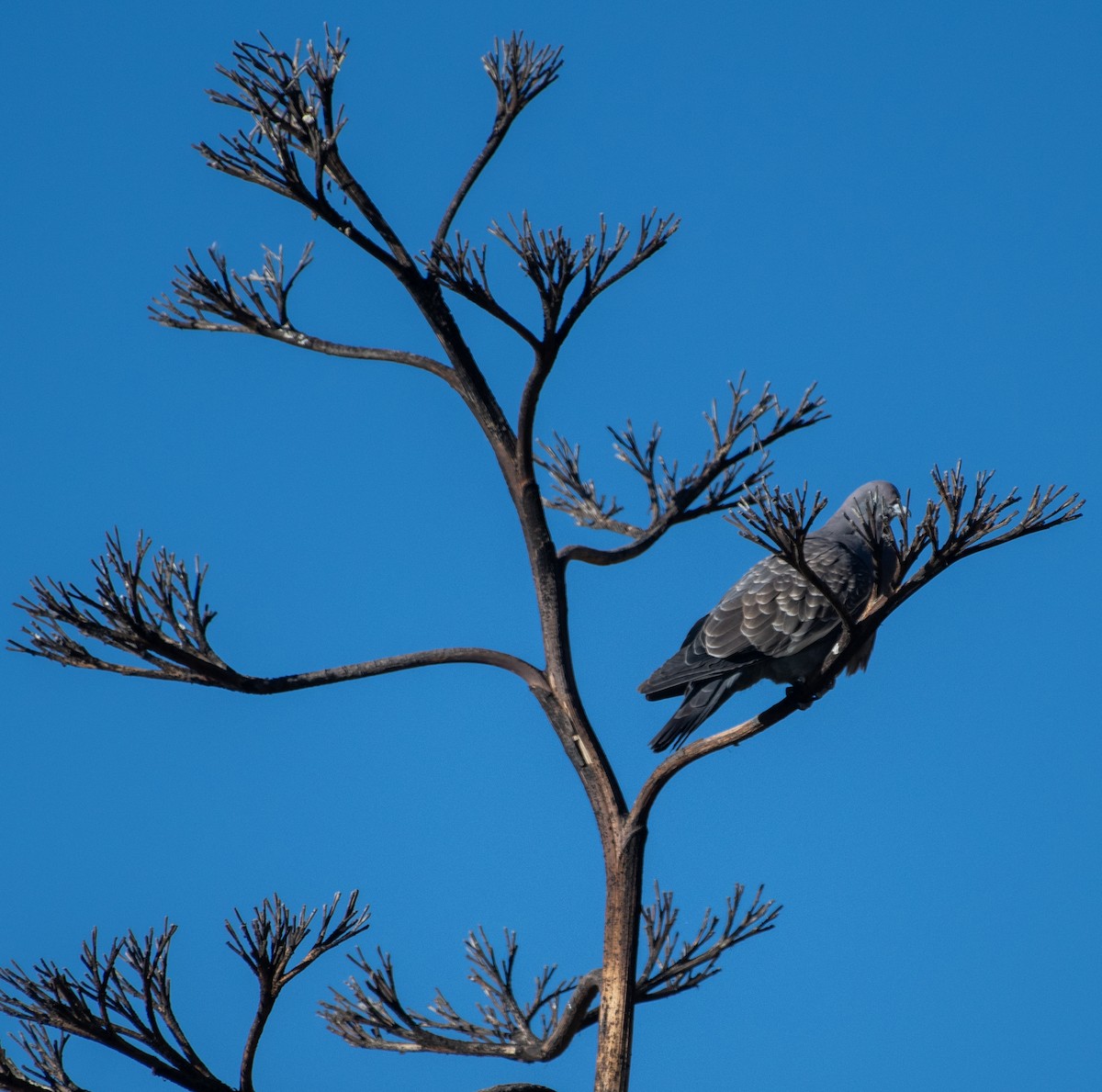 Spot-winged Pigeon - ML638878393