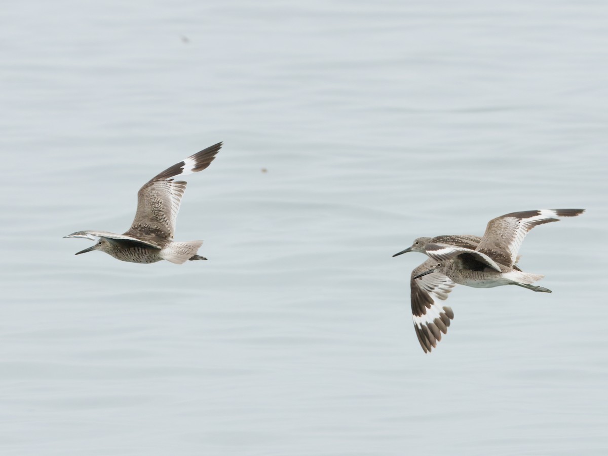 Willet - ML638878399