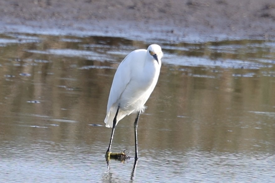 Snowy Egret - ML638878410