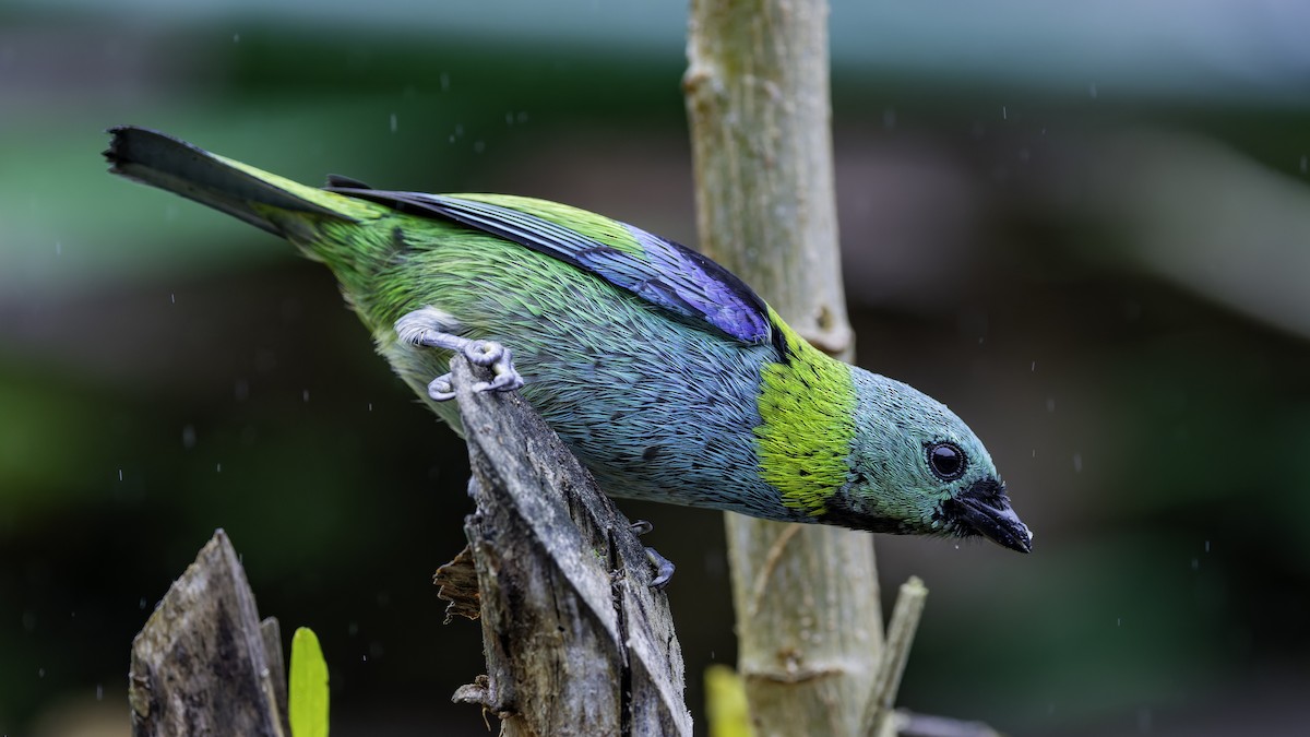 Green-headed Tanager - ML638878412