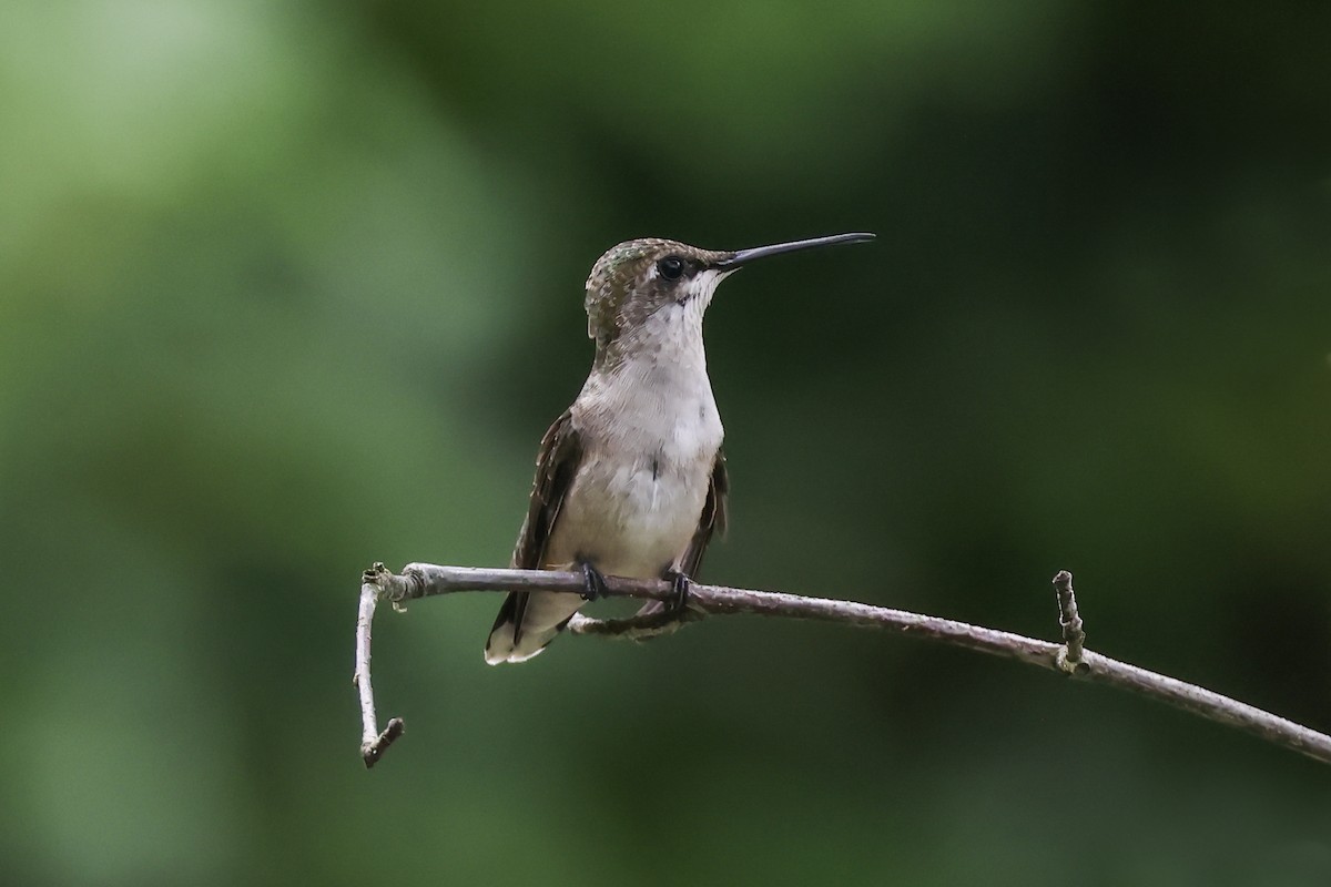 Ruby-throated Hummingbird - ML638878415