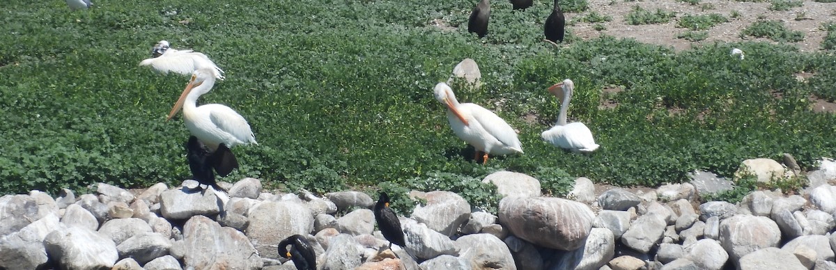 American White Pelican - ML638878417