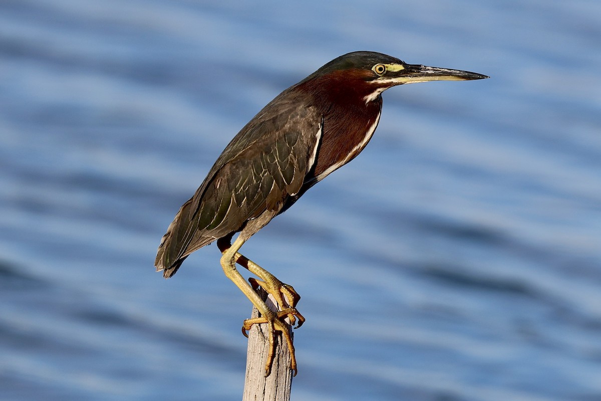Green Heron - ML638878418
