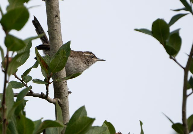 Bewick's Wren - ML638878423