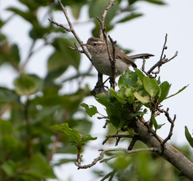 Bewick's Wren - ML638878424