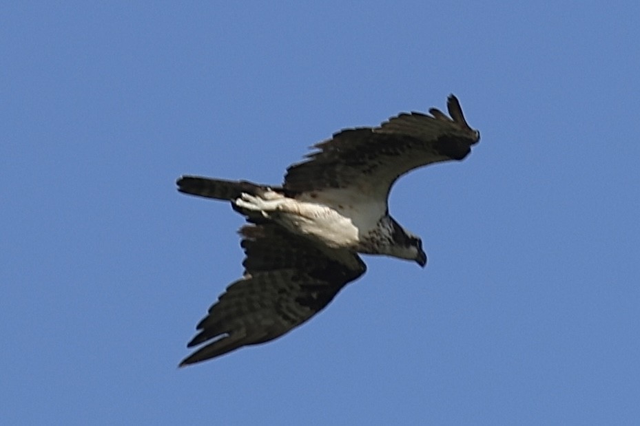Osprey - ML638878425