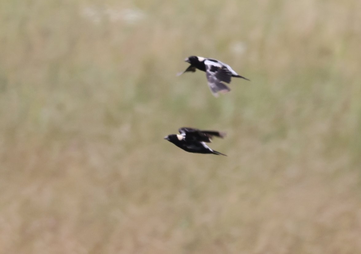 Bobolink - ML638878426